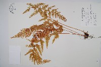 藏品(烏蕨)的圖片