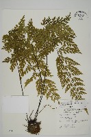 藏品(大黑柄鐵角蕨、黃鱗鐵角蕨、大羽鐵角蕨)的圖片