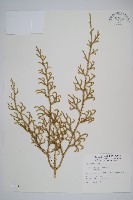 藏品(過山龍)的圖片