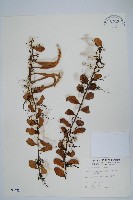 藏品(抱樹蕨、伏石蕨)的圖片