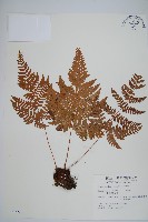 藏品(南海鱗毛蕨)的圖片