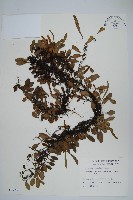 藏品(抱樹蕨、伏石蕨)的圖片