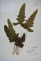 藏品(威氏聖蕨)的圖片