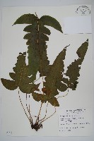 藏品(威氏聖蕨)的圖片