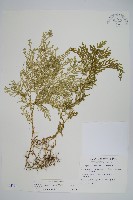 藏品(異葉卷柏)的圖片