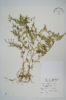 藏品(全緣卷柏)的圖片