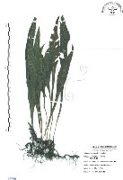 藏品(萊氏線蕨)的圖片