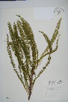 藏品(攀緣鱗始蕨)的圖片