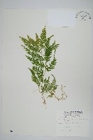 藏品(全緣卷柏)的圖片