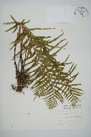 藏品(達邊蕨)的圖片