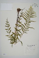 藏品(達邊蕨)的圖片