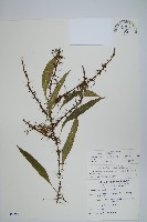 藏品(骨牌蕨)的圖片