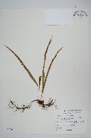 藏品(擬烏蘇里瓦葦)的圖片