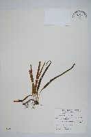 藏品(擬烏蘇里瓦葦)的圖片