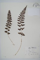 藏品(宿蹄蓋蕨)的圖片