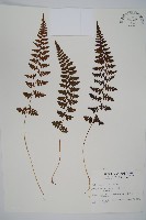 藏品(宿蹄蓋蕨)的圖片