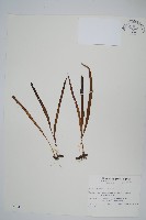 藏品(擬烏蘇里瓦葦)的圖片