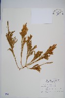 藏品(玉柏)的圖片