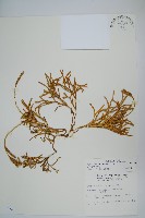 藏品(地刷子)的圖片