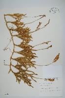 藏品(石松)的圖片