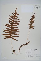 藏品(阿里山水龍骨)的圖片