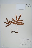 藏品(玉山茀蕨)的圖片