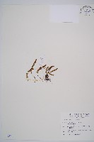 藏品(綠柄鐵角蕨)的圖片