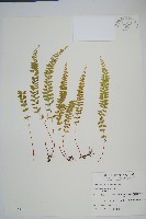藏品(陵齒蕨、鱗始蕨)的圖片