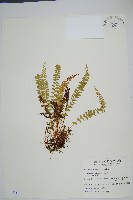 藏品(陵齒蕨、鱗始蕨)的圖片