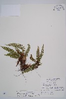 藏品(紅苞蹄蓋蕨)的圖片