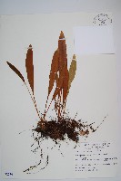 藏品(垂葉舌蕨)的圖片