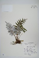 藏品(台灣瘤足蕨)的圖片