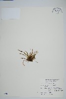 藏品(梳葉蕨)的圖片