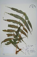 藏品(肢節蕨)的圖片