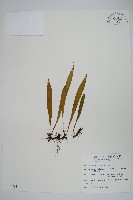 藏品(柳葉劍蕨)的圖片