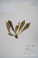 藏品(臺灣車前蕨)的圖片