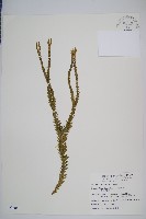 藏品(福氏石松)的圖片