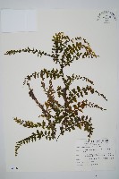 藏品(瓶蕨)的圖片