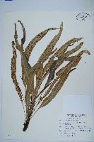 藏品(波氏星蕨)的圖片