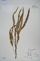 藏品(波氏星蕨)的圖片