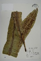 藏品(山蘇花)的圖片