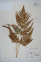 藏品(小葉複葉耳蕨)的圖片