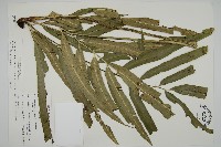 藏品(日本鳳丫蕨)的圖片