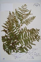 藏品(奄美雙蓋蕨)的圖片