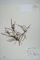 藏品(絨毛石葦)的圖片