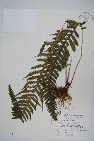 藏品(翅軸假金星蕨、短柄卵果蕨)的圖片