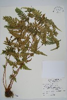 藏品(光囊紫柄蕨)的圖片