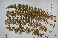 藏品(藤蕨)的圖片