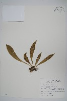 藏品(臺灣車前蕨)的圖片