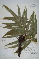 藏品(大線蕨)的圖片